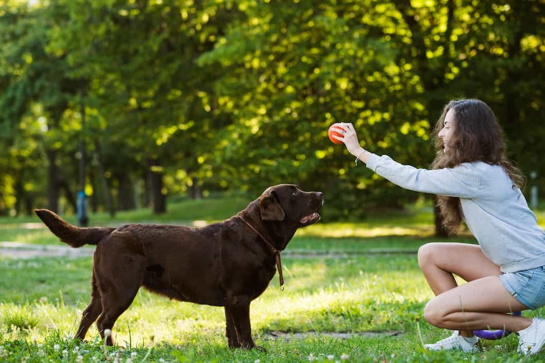 Jak naturalne przysmaki treningowe wpływają na efektywność nauki sztuczek u psów?
