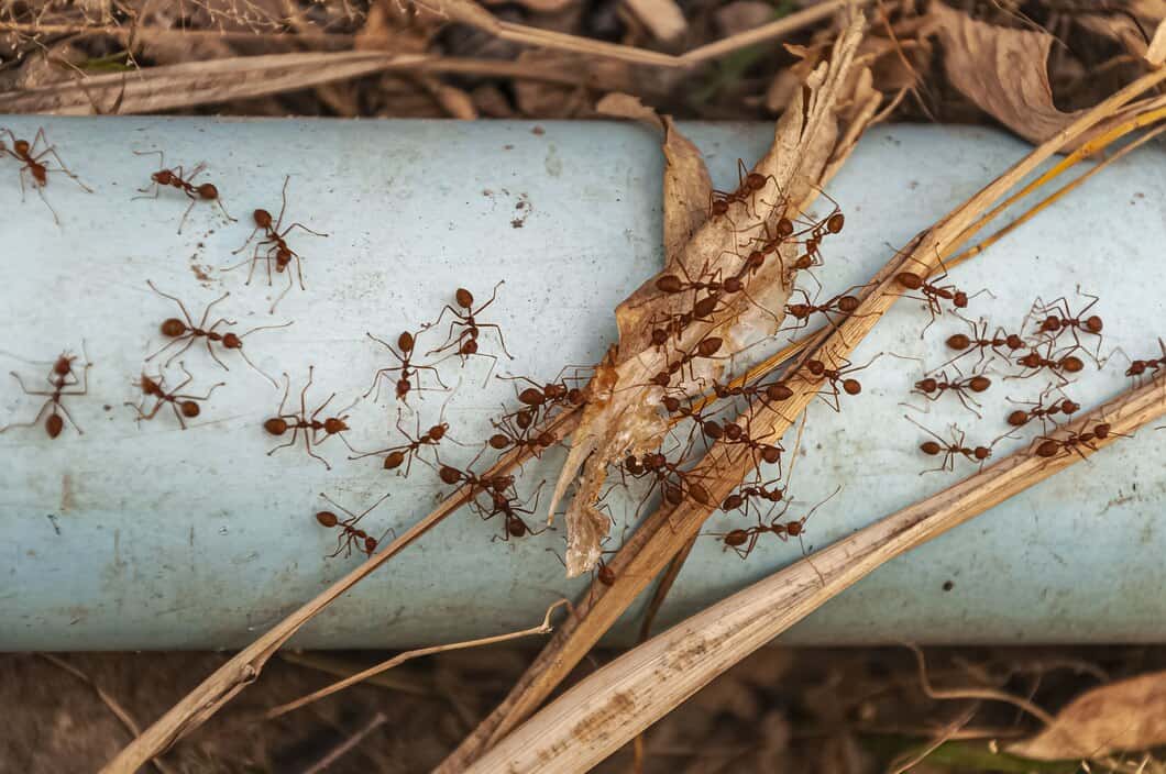 Jak skutecznie zwalczyć niechciane owady domowe bez użycia chemicznych środków?